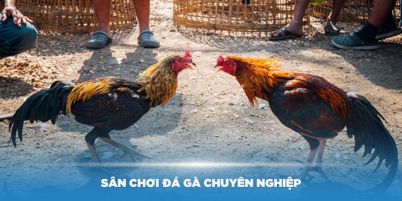 Thế giới đỉnh cao tại sân chơi đá gà NEW88